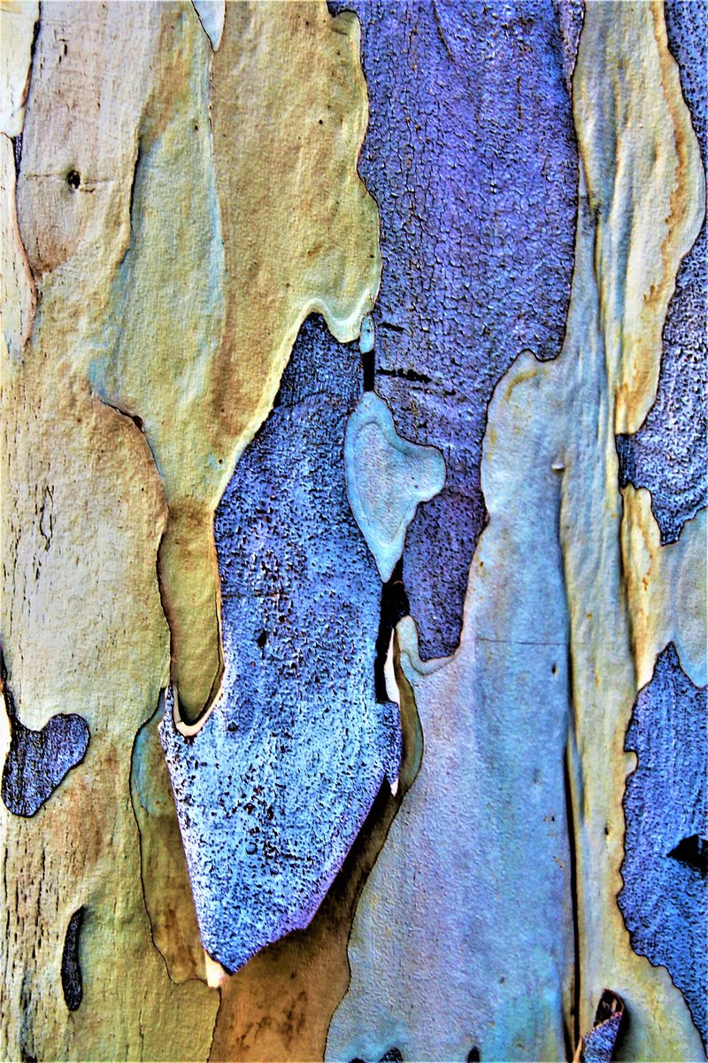 sicavalcanti70's tweet photo. Do you want to know the Brazilian flora through my digital lens? As? Simple: NFTs and it was with that in mind that I created the ARTE DA NATUREZA EM OBRAS DE ART collection. Here in Brazil, our flora is incredible, and I want to share it with #communitytezos, in the form of NFT. https://t.co/khMLlsfK26