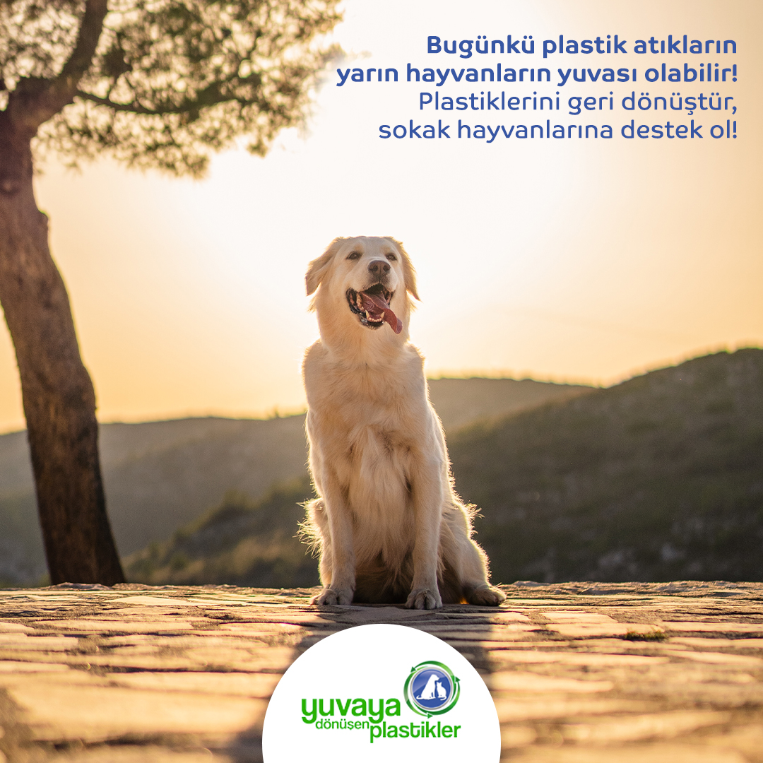 Bugünkü plastik atıkların yarın hayvanların yuvası olabilir! Plastiklerini geri dönüştür, sokak hayvanlarına destek ol!

#yuvayadönüşenplastikler #geridönüşüm #plastikyuva #plastik #plastic #sıfıratık #zerowaste #recyle #ecofriendly #greenliving #doğa #nature #sustainable