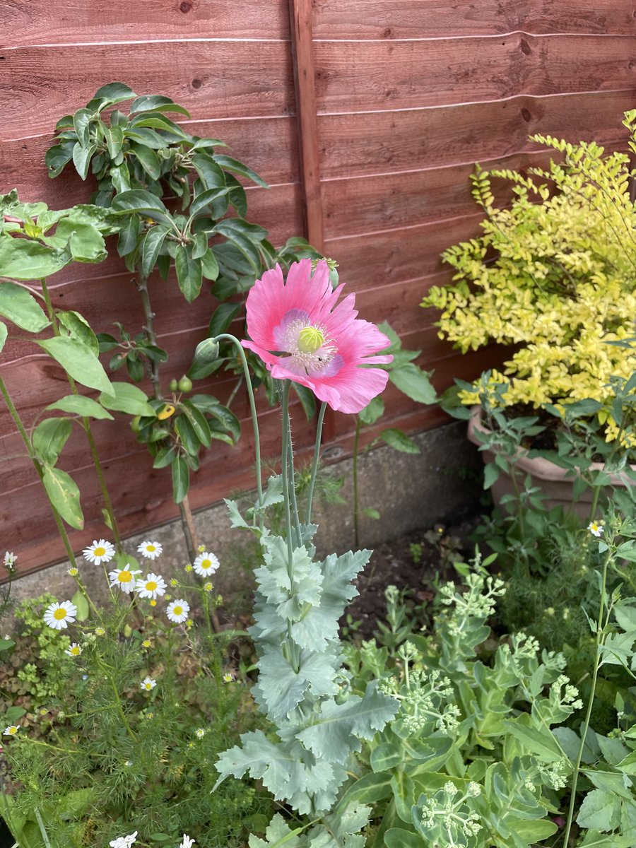 ChangingLifeNow's tweet photo. A bit sparse of the poppies this year. Beautiful colour though. https://t.co/TZmGs6B6Ho