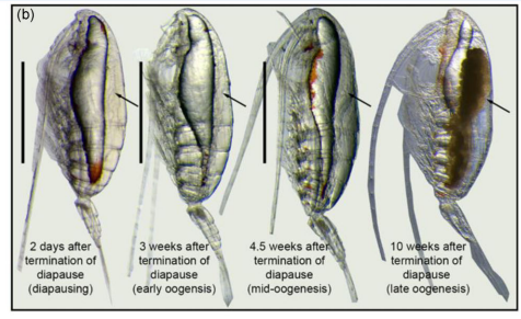 iobjournal's tweet photo. In issue!

Post-Diapause #DNA #Replication during #Oogenesis in a Capital-Breeding #Copepod

Monell, Roncalli, Hopcroft, Hartline, &amp; Lenz

 https://t.co/GEzGxcuOuM

"#Diapause is characterized by very low metabolism, resistance to #environmental stress, &amp; developmental arrest..." https://t.co/mkqFdHl9Sj