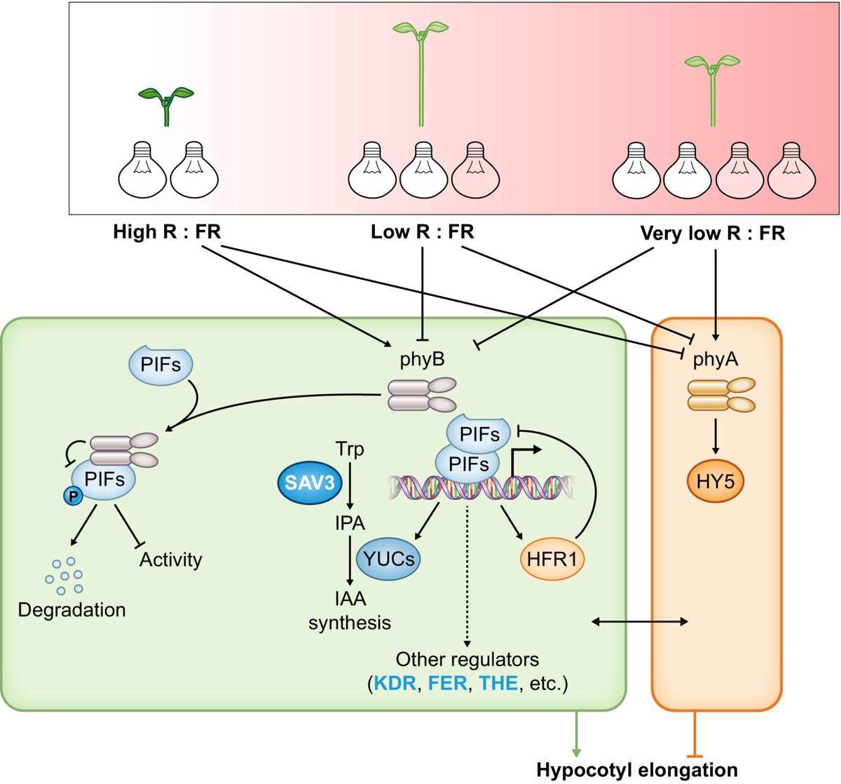Molecular mechanisms of shade tolerance in plants
Martinez-Garcia et al. #TansleyReview <a href="/RosPlanelles/">Jaume Martinez</a> <a href="/ManuelRocon/">Manuel Rodriguez-Concepcion</a> <a href="/ENIGmA_GVA/">ENIGmA</a> <a href="/utopiq_prima/">UToPIQ</a> 

📖ow.ly/X8wy50OW2tw