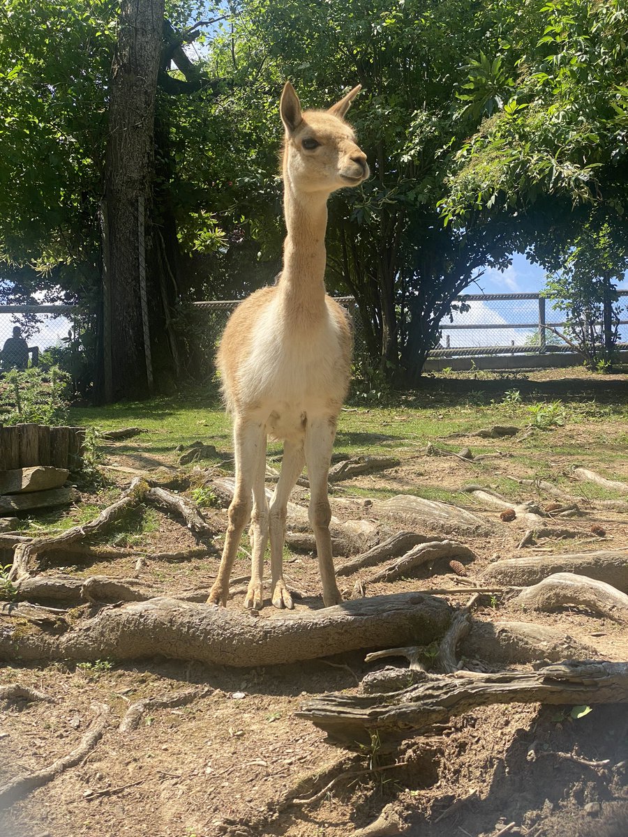 The Good Llamaz 🚀 MINTING NOW tweet media