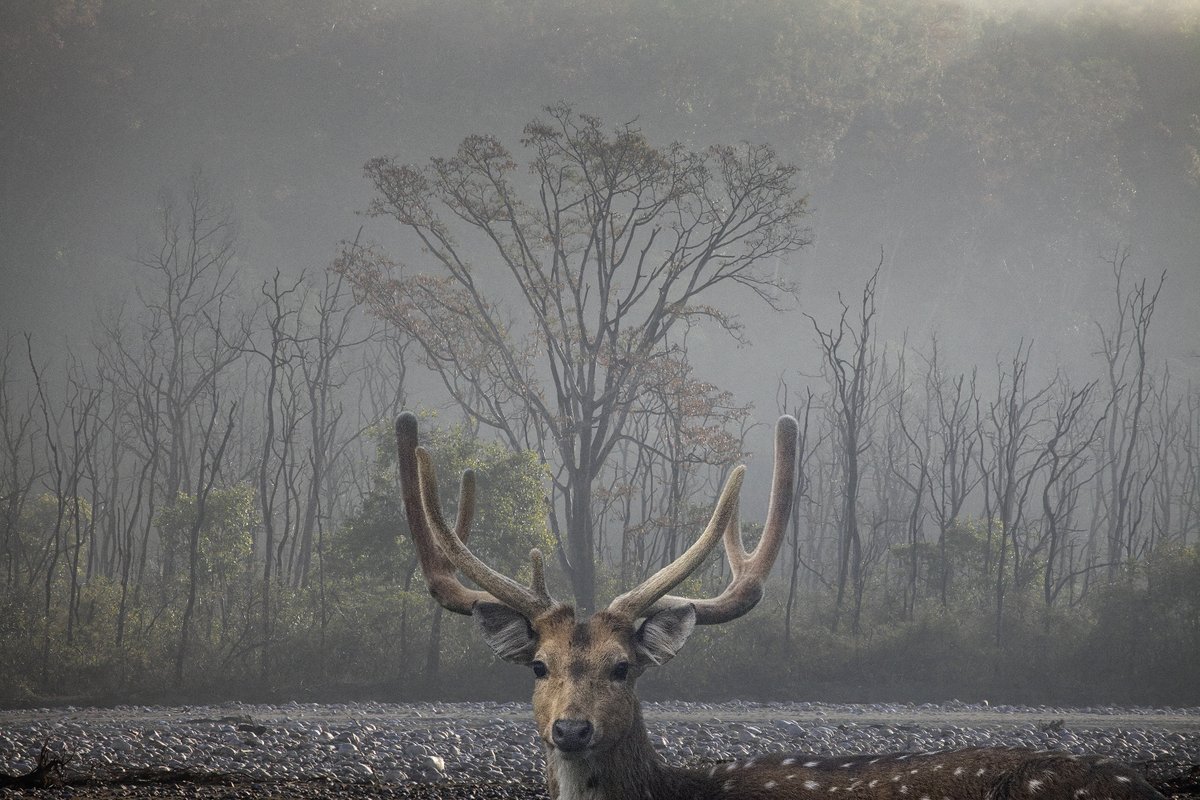 Akash Das tweet media