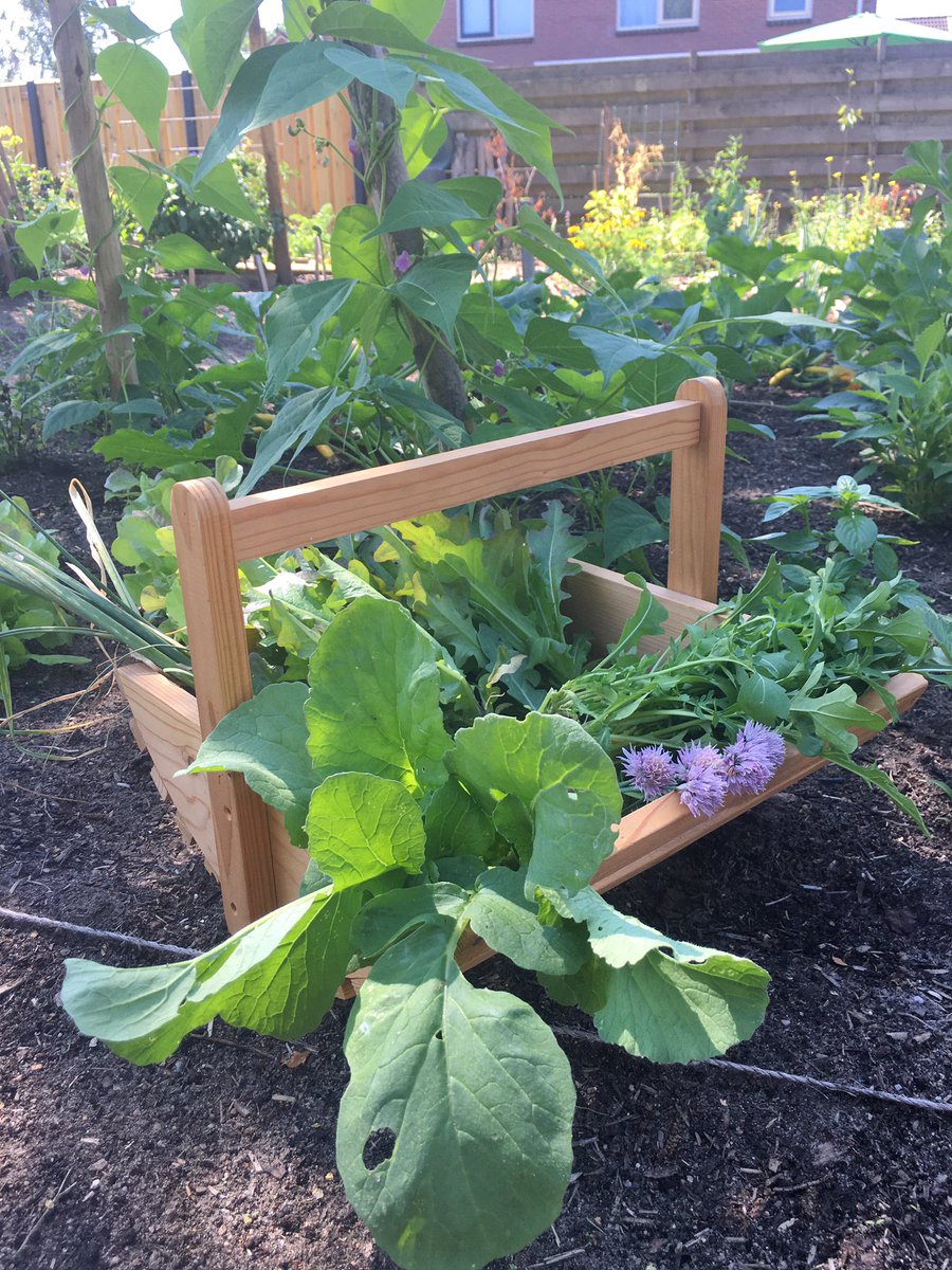 Groeneschoenen's tweet photo. Rechtstreeks vanuit de #buurtmoestuin op het bord.
Lauwwarme salade met couscous, sla, ruccola, radijs, gegrilde courgette, augurk, bloemen vd bieslook en vegan chick*n tenders. 
#saladeweer #tewarmomtekoken https://t.co/dBPUZgkA6x