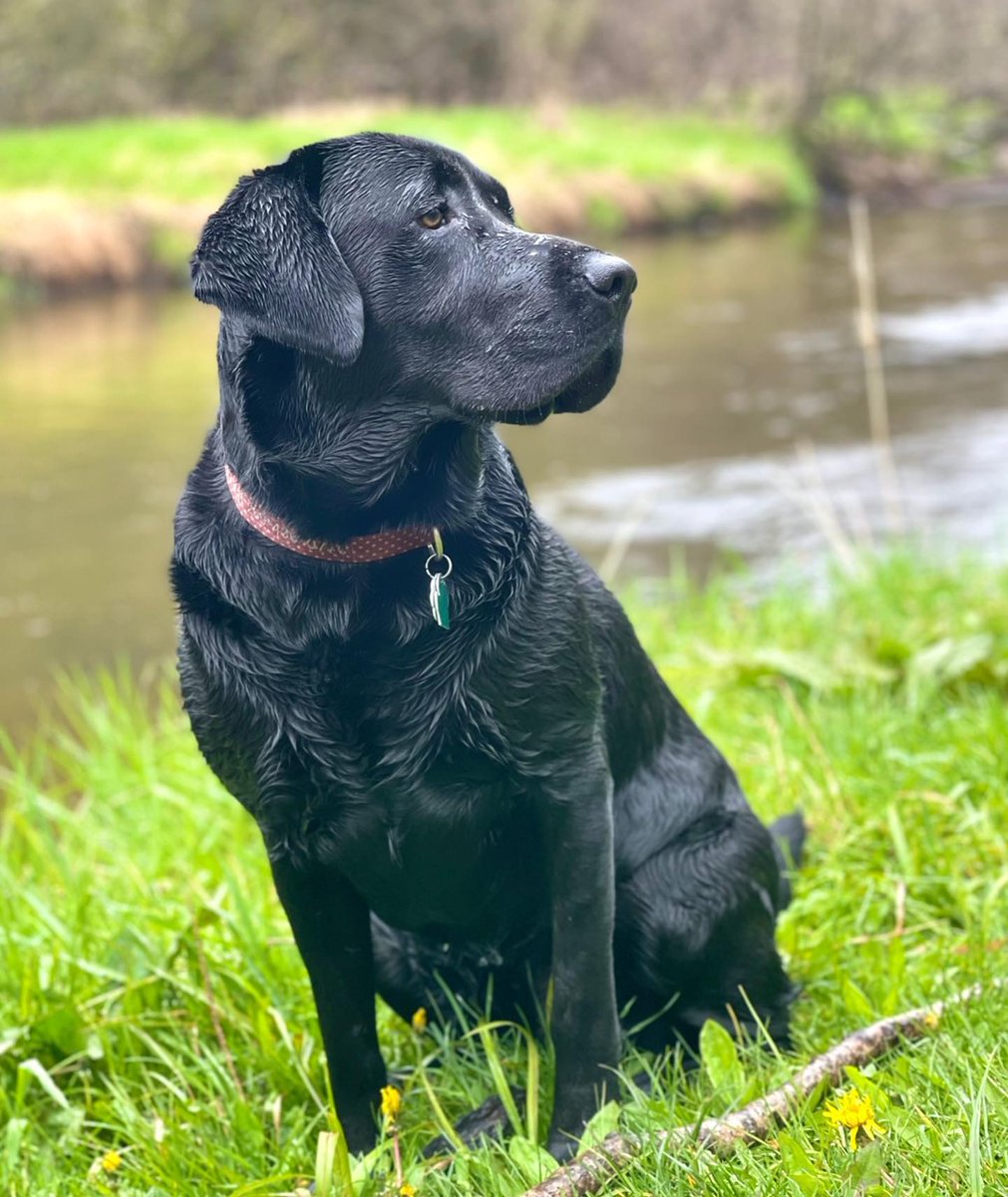 Labrador_lover4's tweet photo. #dogsofinstagram #labsofinstagram #funnydog #instadog #instalab #dogoftheday #laboftheday #labrador #funnydogs #dogcomedy #funnydogsofinstagram #dogreels #reels https://t.co/U4INJGOAmC