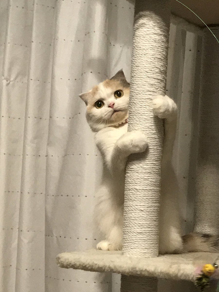 12toJam's tweet photo. @gravail こんにちは
ジュリアです🐱💖
よろしくお願いします！ https://t.co/KJrdy09dEW