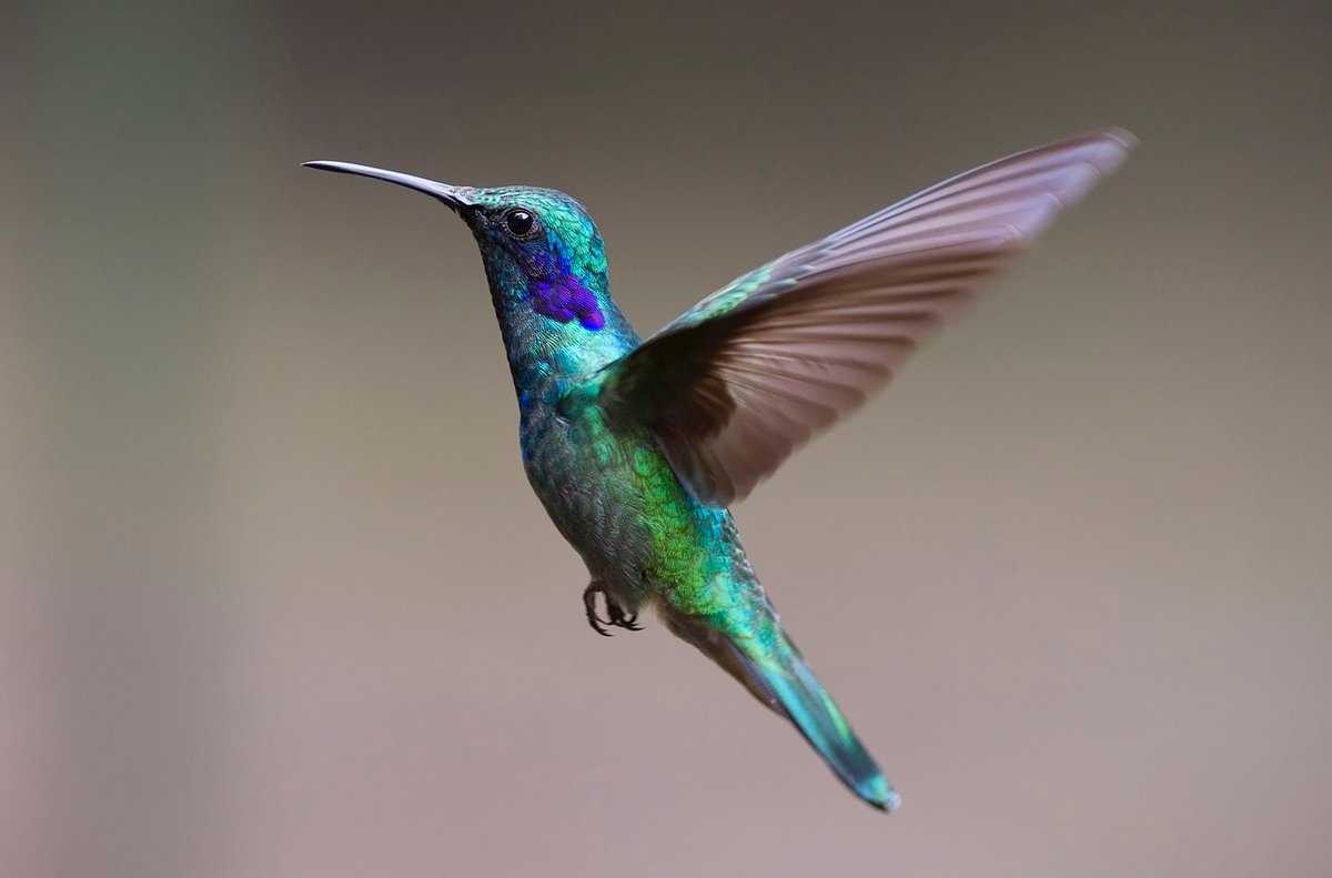 GreenEmerging's tweet image. Do you know that there are 366 species of Hummingbirds and they are native to Americas? 

#hummingbird #hummingbirds #bird #avian #garden #nature #birds #beautiful #mothernature #naturelovers #gardening #outdoors #coexist #sustainability #green #unitedstates #usa #emerginggreen