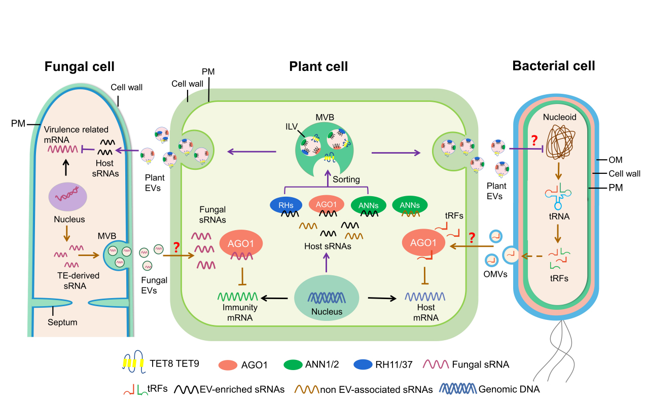 Extracellular Vesicles & Circulating Nucleic Acids on Twitter "👋