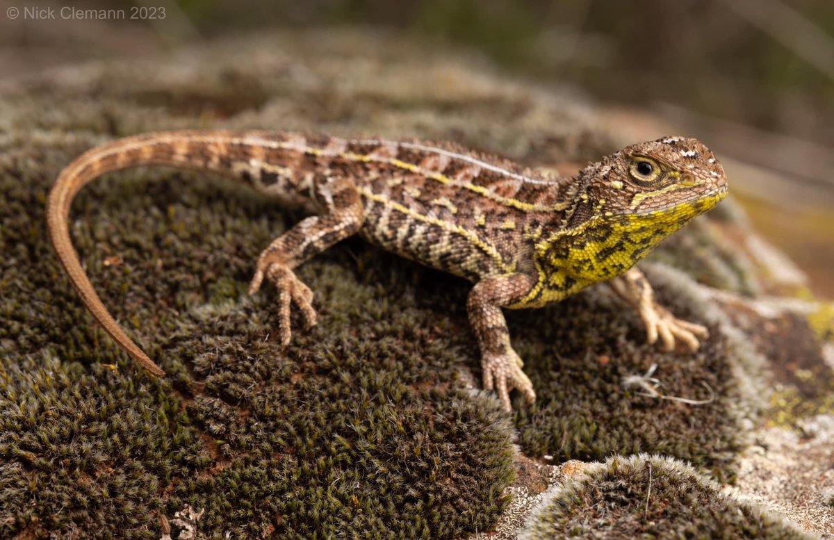 Some of the most incredible news this century!🦎⭐️
The rediscovery of the Victorian Grassland Earless Dragon after it was presumed extinct for 54 years! 😱

Beautiful photo by the legendary and dedicated threatened species scientist Nick Clemann  📷 (1/2)