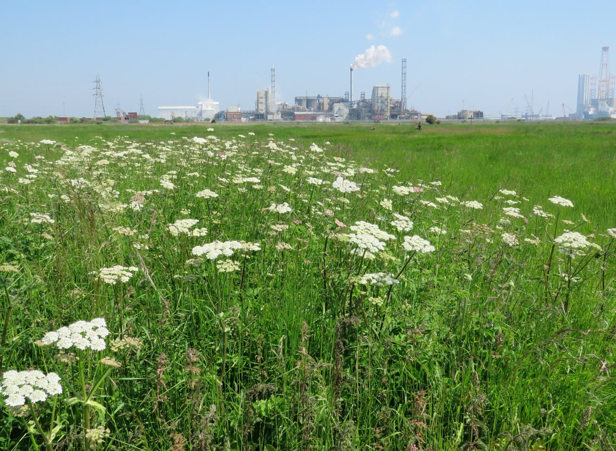 Steven Falk tweet media