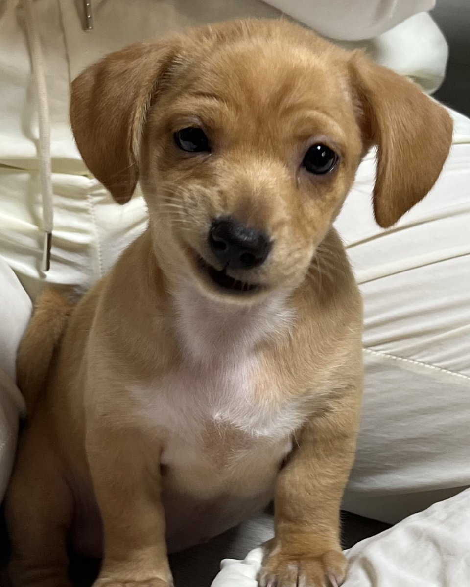 기름이 tweet media