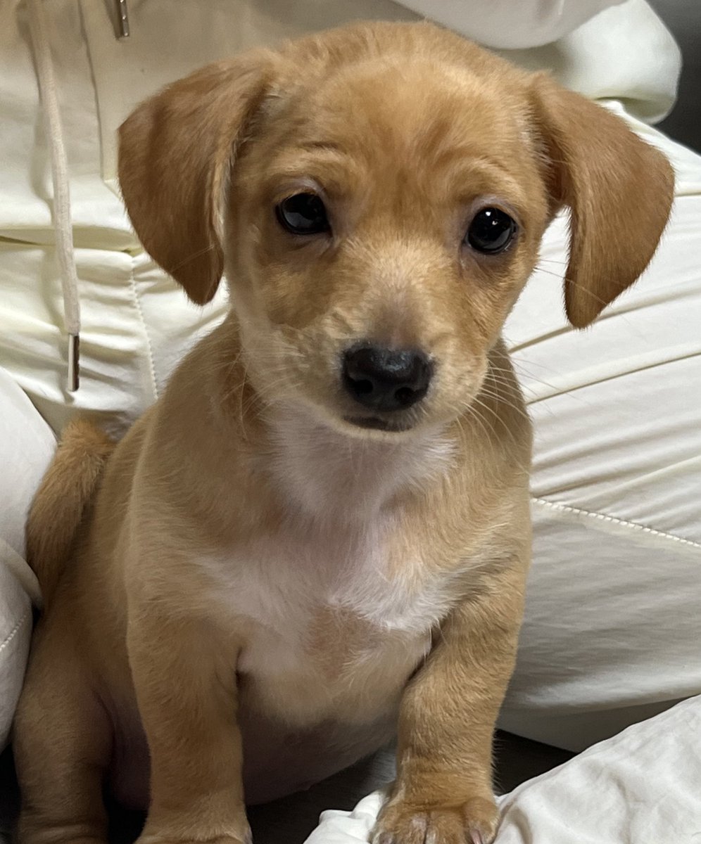 기름이 tweet media