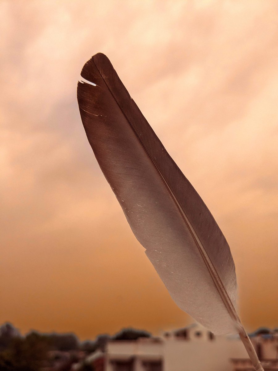 Feather 🪶
#teampixel #pixelshot #feather #birds #bird #nature #birdsofinstagram #art #perfection #love  #wildlife #naturephotography #photography #birdwatching #wings  #beautiful #pegion #birdphotography #sky #wather #sperrow #wing #photooftheday #birdlover #beauty #best