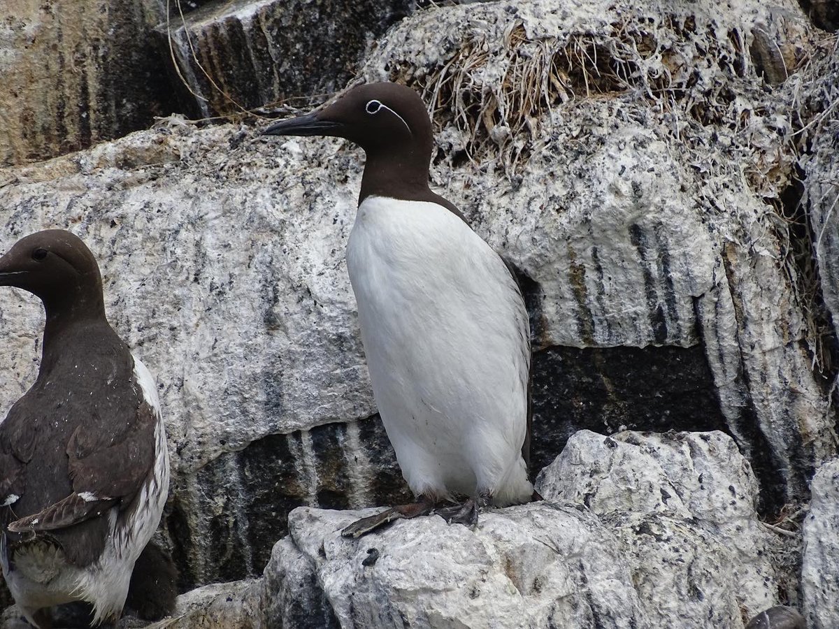 laurabgordon's tweet photo. Some more from the Farne Islands last weekend 🐦 https://t.co/bVtqaSKVBd