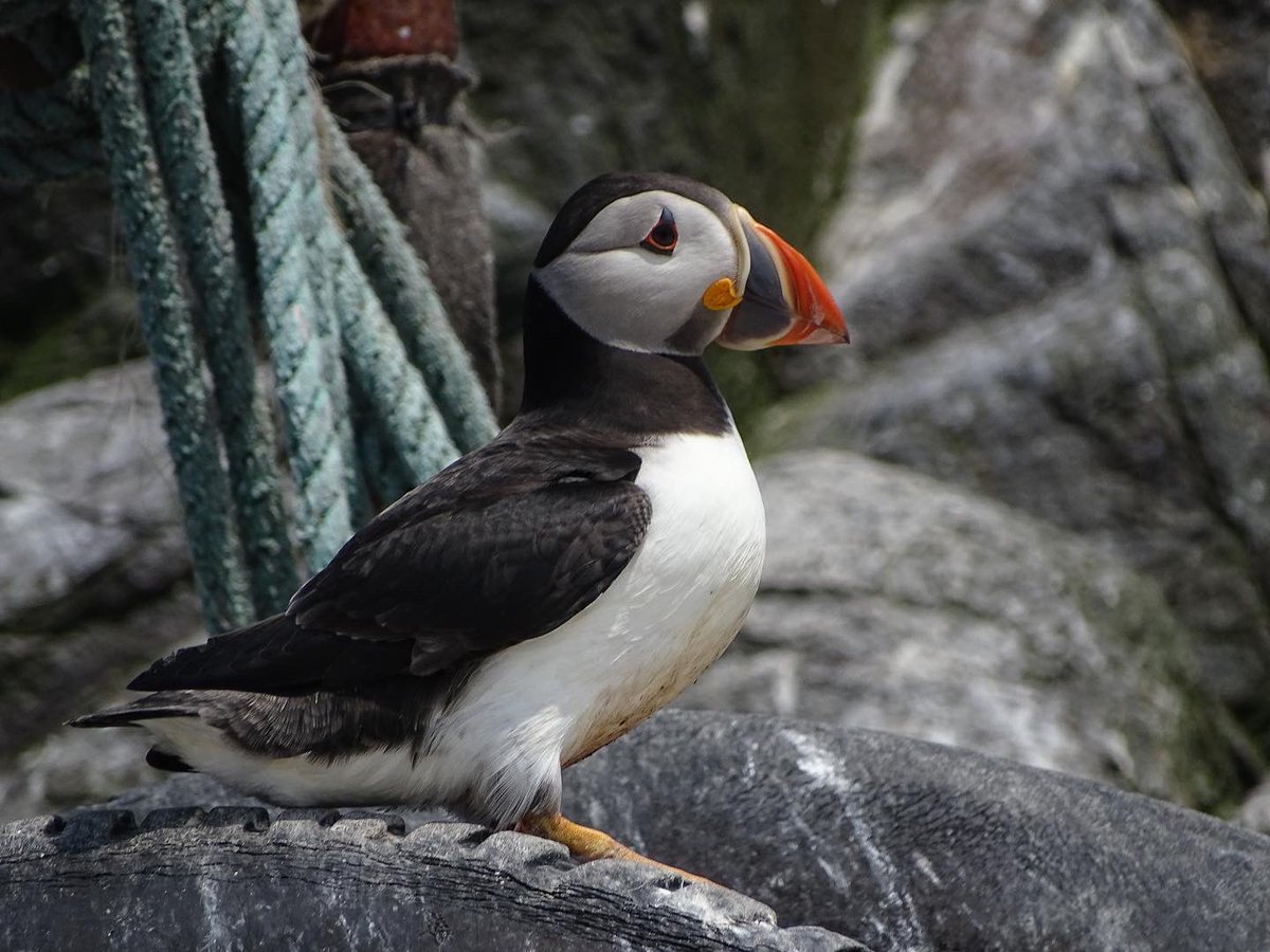 laurabgordon's tweet photo. Some more from the Farne Islands last weekend 🐦 https://t.co/bVtqaSKVBd