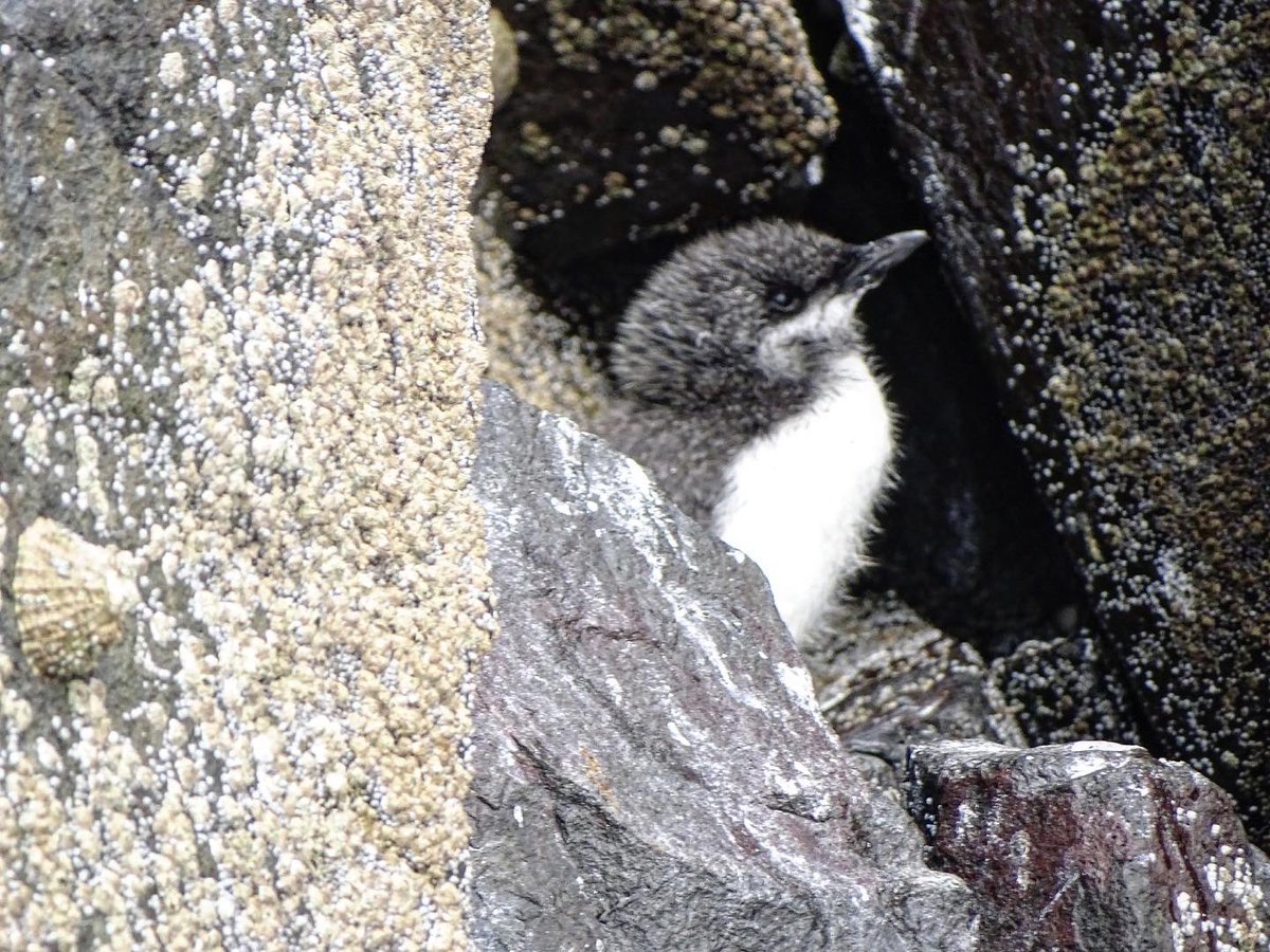 laurabgordon's tweet photo. Some more from the Farne Islands last weekend 🐦 https://t.co/bVtqaSKVBd