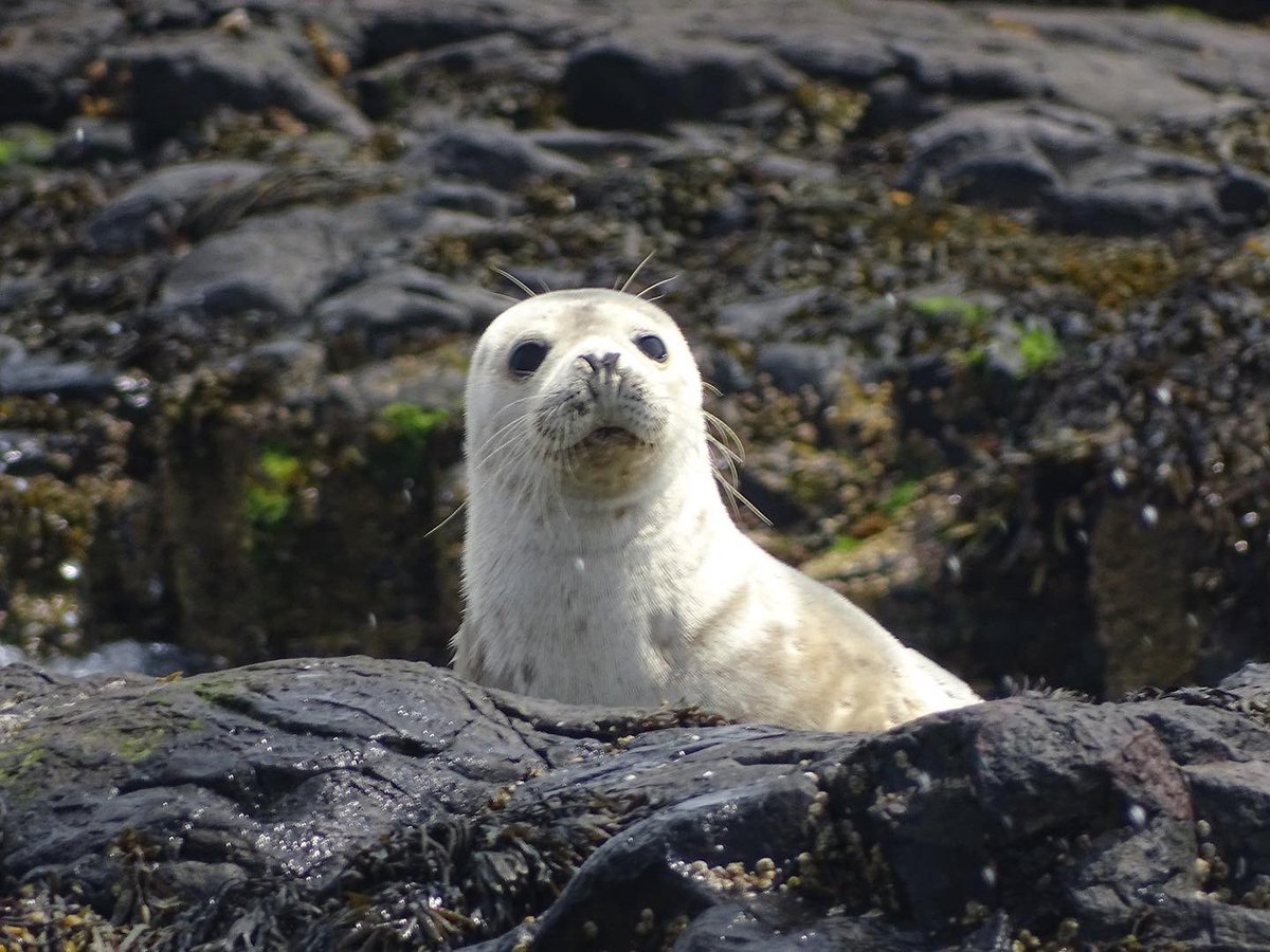 laurabgordon's tweet photo. Some more from the Farne Islands last weekend 🐦 https://t.co/bVtqaSKVBd