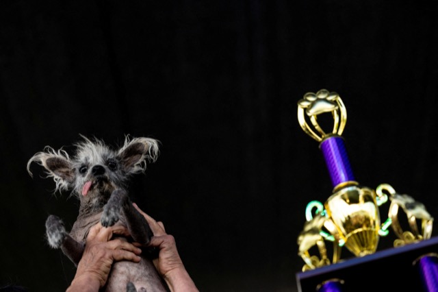 CerfiaFR's tweet photo. 🥇🐕 INSOLITE | Scooter, un Chinois à crête âgé de 7 ans, a remporté le concours du #chien le plus laid du monde 2023, et a remporté 1500 dollars. https://t.co/zkb4m3canN