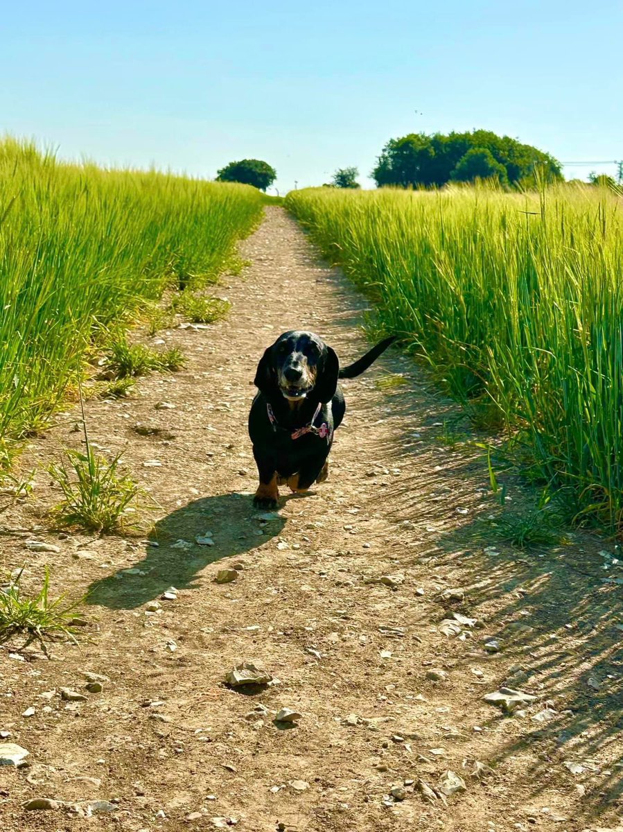 PicklesDexter's tweet photo. It’s a long road when you got little legs ❤️ #little #legs #road #long #Dachshunds https://t.co/PLDqniFJcQ
