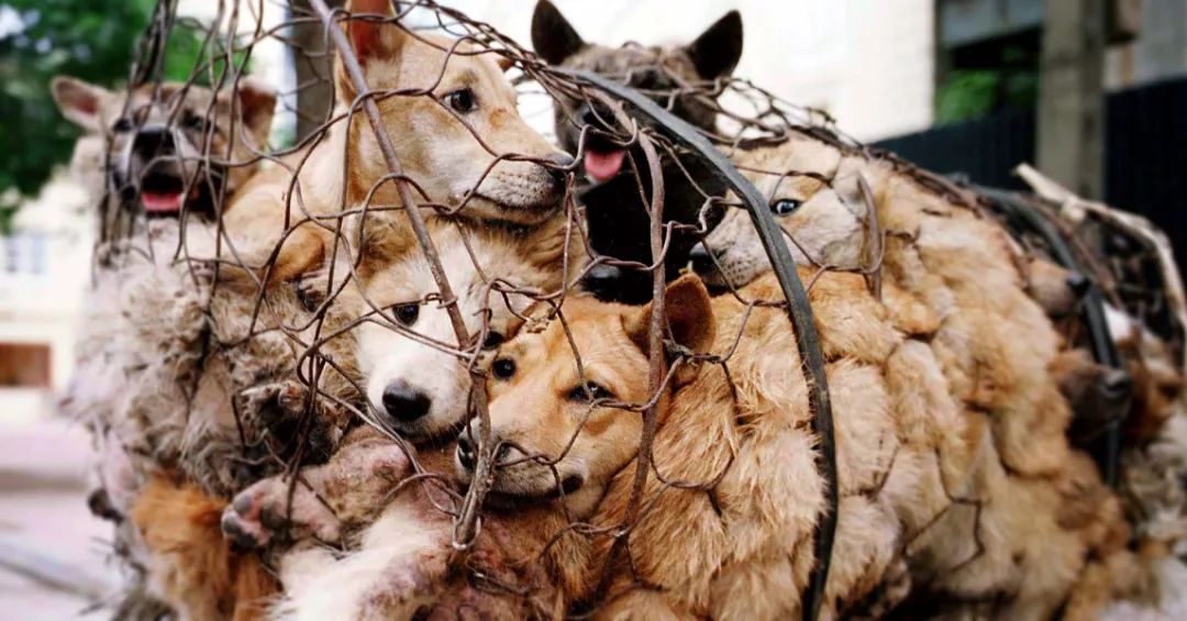 Yulin is everywhere.
What happens to the animals that die in slaughterhouses is the same that happens to the dogs and cats that die in Yulin. 
The only difference is in the way we look at them, why defend some while completely ignoring the suffering of others.
#GoVegan