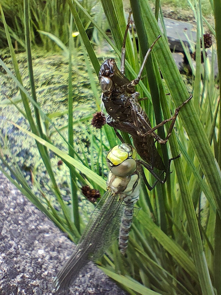 AndreaDean8's tweet photo. Watched most of this transformation yesterday. Unfortunately I didn't get to see it fly away - it waited until I went shopping! https://t.co/nzrTtd9HVe