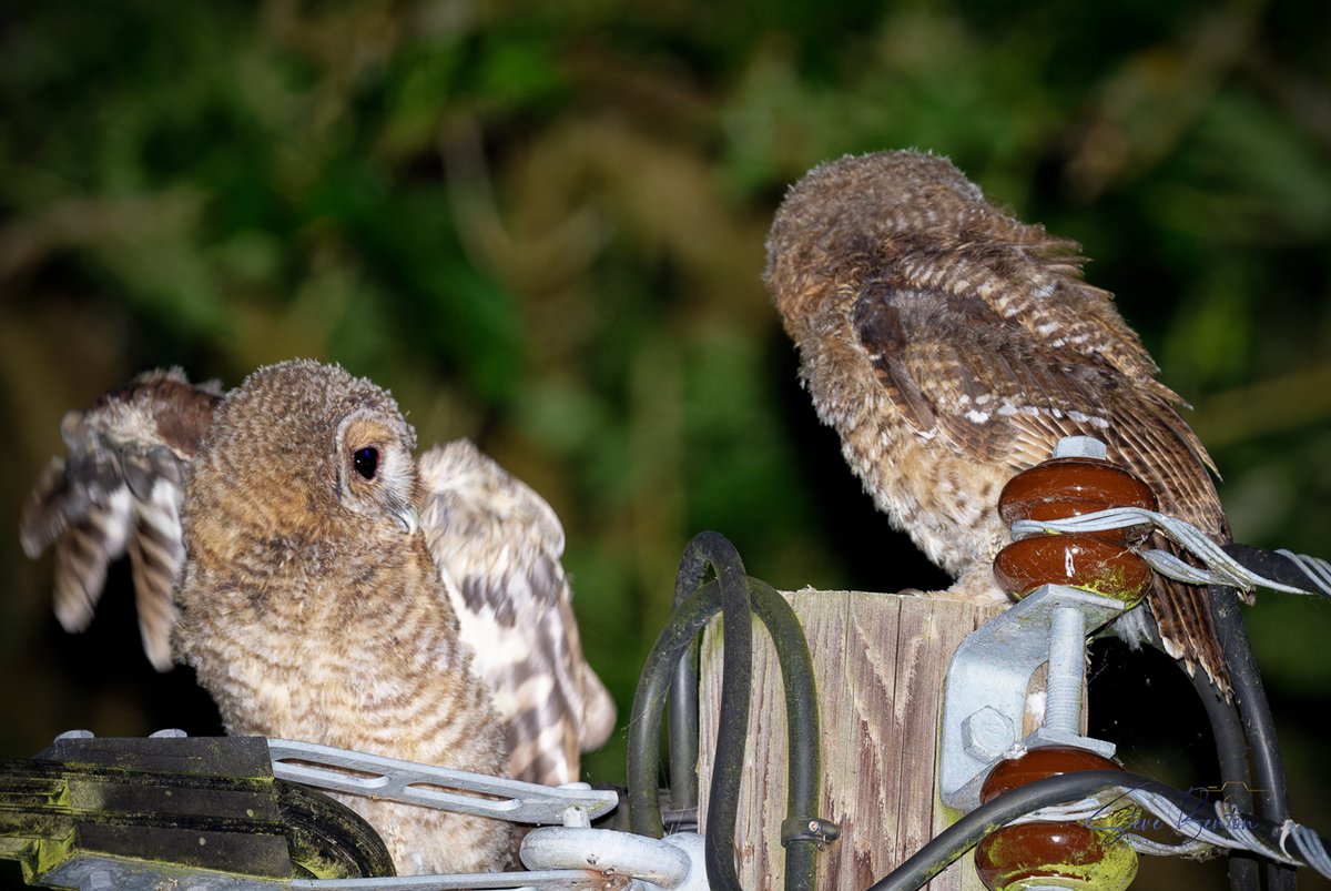 On a recent trip away, two Tawny Owlets decided to set up camp on a telegraph pole fifteen feet from the bedroom window to 'serenade' us throughout the night. @BBCSpringwatch @RSPBCymru @WTSWW @BirdwatchExtra