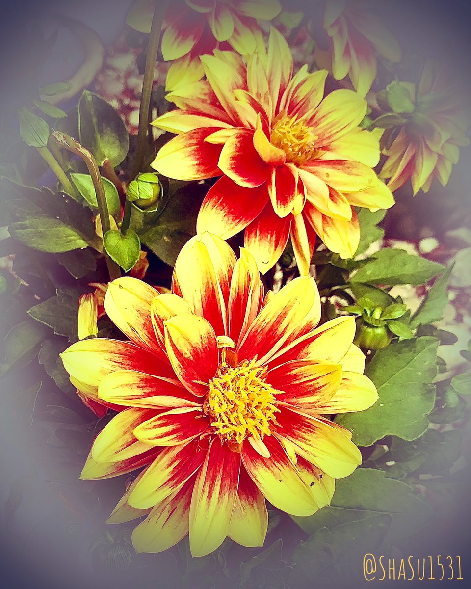 🌼🌱🌼
🌱🌼🌱
🌼🌱🌼

#SundayYellow  🌤️  Happy Sunday 🙂

@thephotohour #ephotozine #flowers #GardeningTwitter #flowerphotography #gardening #garden #yellow #Dahlia #Dahlialove