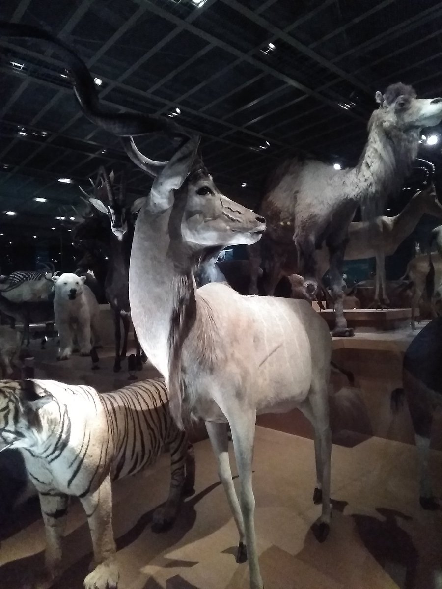 科博のクーズーっていう動物がお気に入りです。
可愛すぎる
#国立科学博物館
