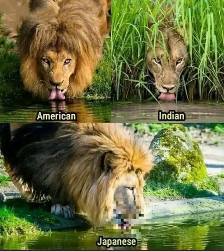 Know your lions