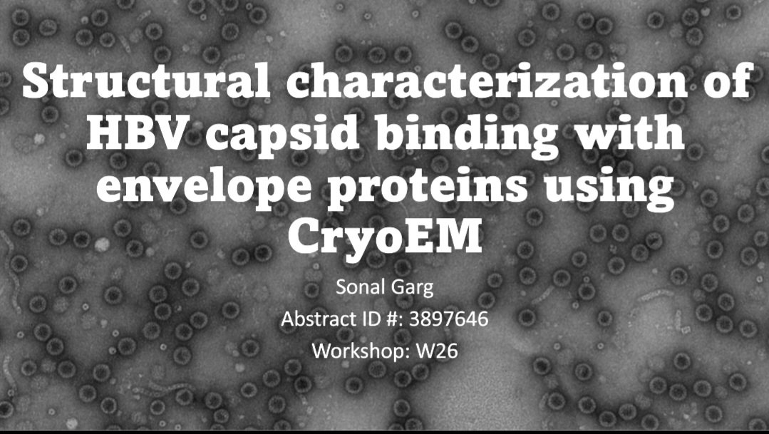 VirusEMLab's tweet image. Interested in knowing how HBV capsid interacts with envelope protein? Sonal Garg will present her research at P1-111  this evening at #ASV2023. Come join us!