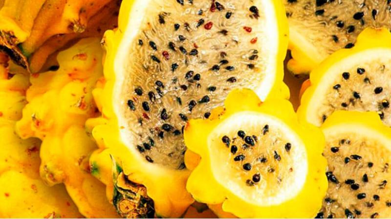 CHOCO_TACHIRA's tweet photo. Soy pionero en cultivos no tradicionales en Venezuela.

Con la ayuda de mi Dios de mis hijos y mi señora estableceremos el primer cultivo Comercial de Pitaya en Nuestro país

Otra terquedad mía🤩
#TercosdelcampoVnla🇻🇪

Donde? En Táchira donde mas
Me la juego aquí, arriesgo aqui👨‍🌾 https://t.co/5f4lAsLgRX