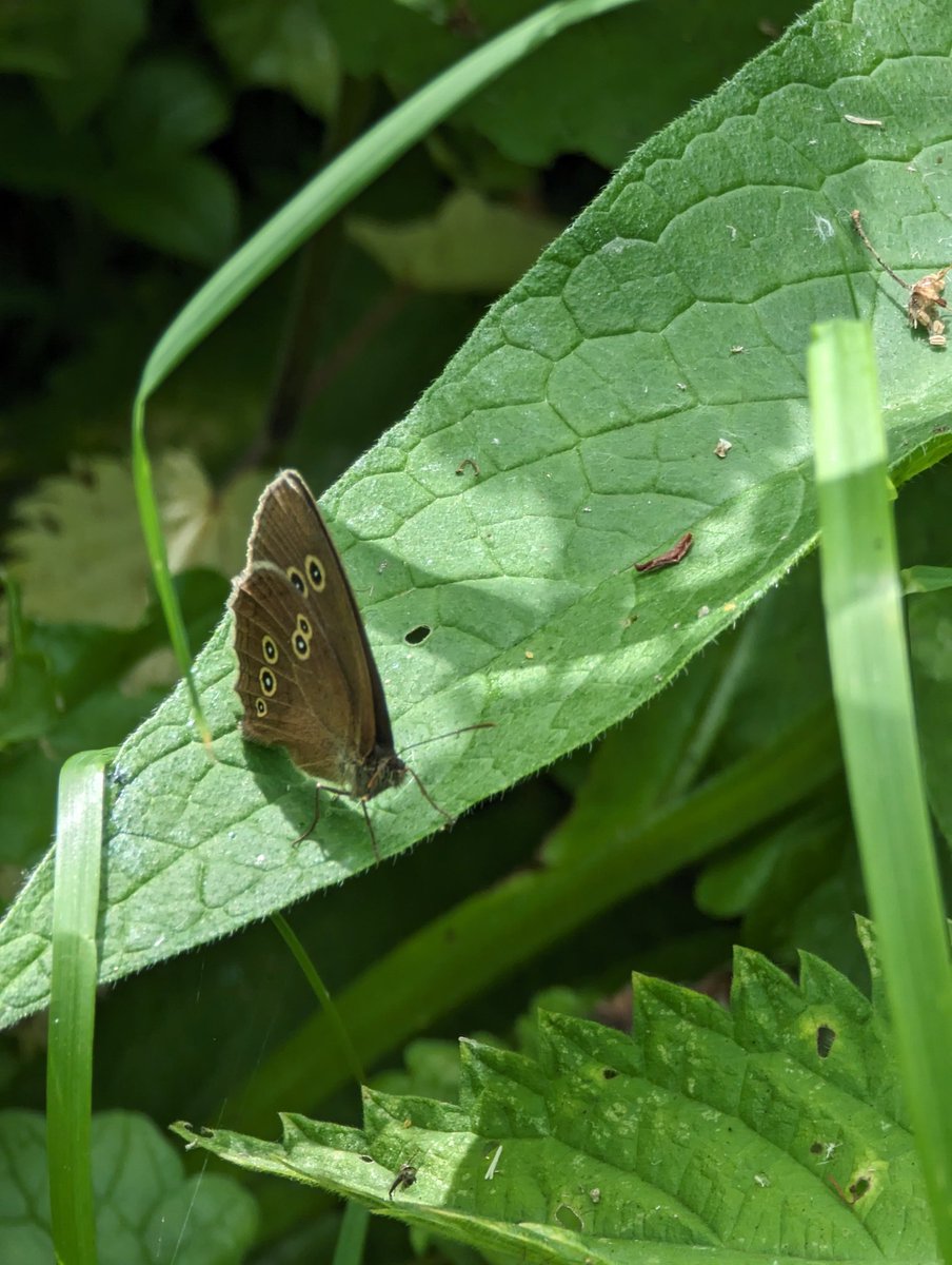 ClicOcto's tweet photo. #SummerSolstice weekend spent at @RSPBRyeMeads during #30dayswild @wild seeing all the insect life during @insectweek, including first reported sighting of a Ringlet this season.

@wildlifeteusts
@Savebutterflies https://t.co/9y7j70C1xE