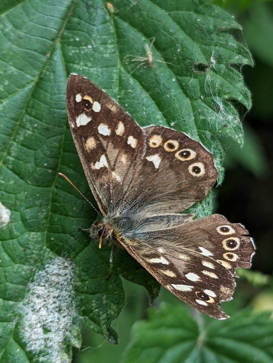 ClicOcto's tweet photo. #SummerSolstice weekend spent at @RSPBRyeMeads during #30dayswild @wild seeing all the insect life during @insectweek, including first reported sighting of a Ringlet this season.

@wildlifeteusts
@Savebutterflies https://t.co/9y7j70C1xE