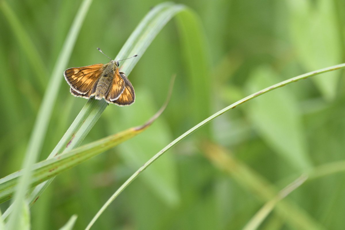 ClicOcto's tweet photo. #SummerSolstice weekend spent at @RSPBRyeMeads during #30dayswild @wild seeing all the insect life during @insectweek, including first reported sighting of a Ringlet this season.

@wildlifeteusts
@Savebutterflies https://t.co/9y7j70C1xE