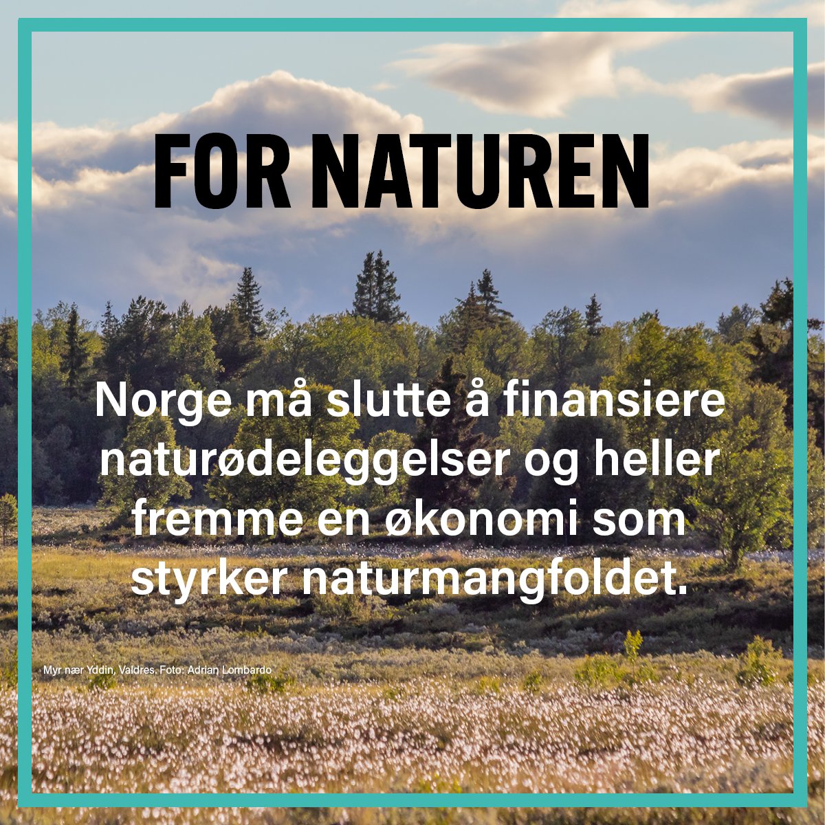 ForumNorway's tweet photo. 🌳🌼 FOR NATUREN - Norge må slutte å finansiere naturødeleggelser. I stedet trenger vi en økonomi som tar vare på og styrker naturmangfoldet.
❗️ Norsk bistand må også bidra til å ta vare på natur i andre land.
Les mer: https://t.co/JGDZyJc7ks
#forNaturen https://t.co/V0BlT4rIgf