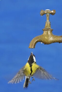 GuPrevel's tweet photo. En toutes saisons, trouver un point d’eau est vital pour les oiseaux et particulièrement en période caniculaire.
L’installation d’abreuvoirs dans les jardins, de coupelles d’eau sur un bord de fenêtre peut sauver de nombreuses vies…merci pour eux ❤️👍
#canicule #oiseaux https://t.co/TETIrzm5Wl