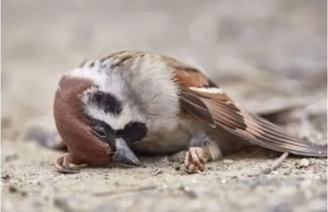 GuPrevel's tweet photo. En toutes saisons, trouver un point d’eau est vital pour les oiseaux et particulièrement en période caniculaire.
L’installation d’abreuvoirs dans les jardins, de coupelles d’eau sur un bord de fenêtre peut sauver de nombreuses vies…merci pour eux ❤️👍
#canicule #oiseaux https://t.co/TETIrzm5Wl