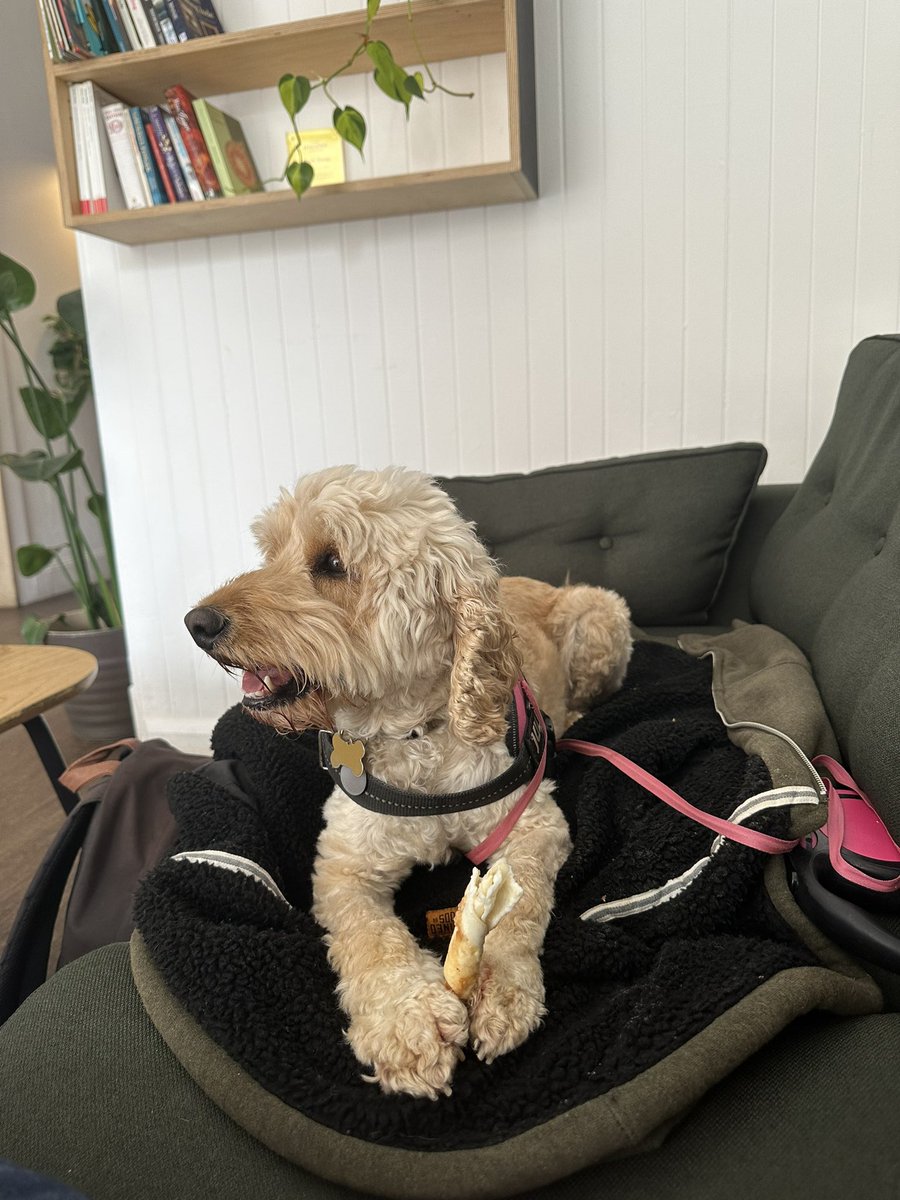 Had the most chilled morning with pup!