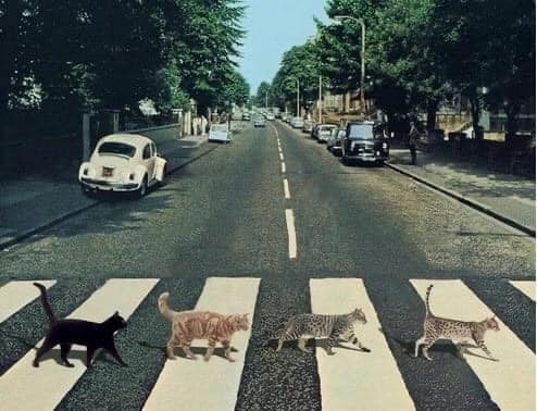 Today is #GlobalBeatlesDay 
Tribute Band😹😻😹😻☮️☮️☮️