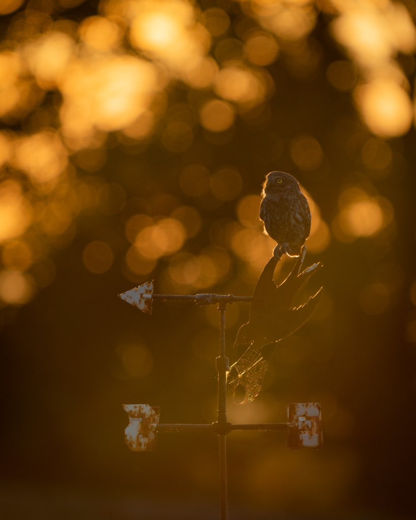JosieNelder's tweet photo. Little owl at sunset 🦉 
@Natures_Voice @SussexWildlife @BBCSpringwatch @WildlifeMag @ThePhotoHour https://t.co/SsVBBh0oBe