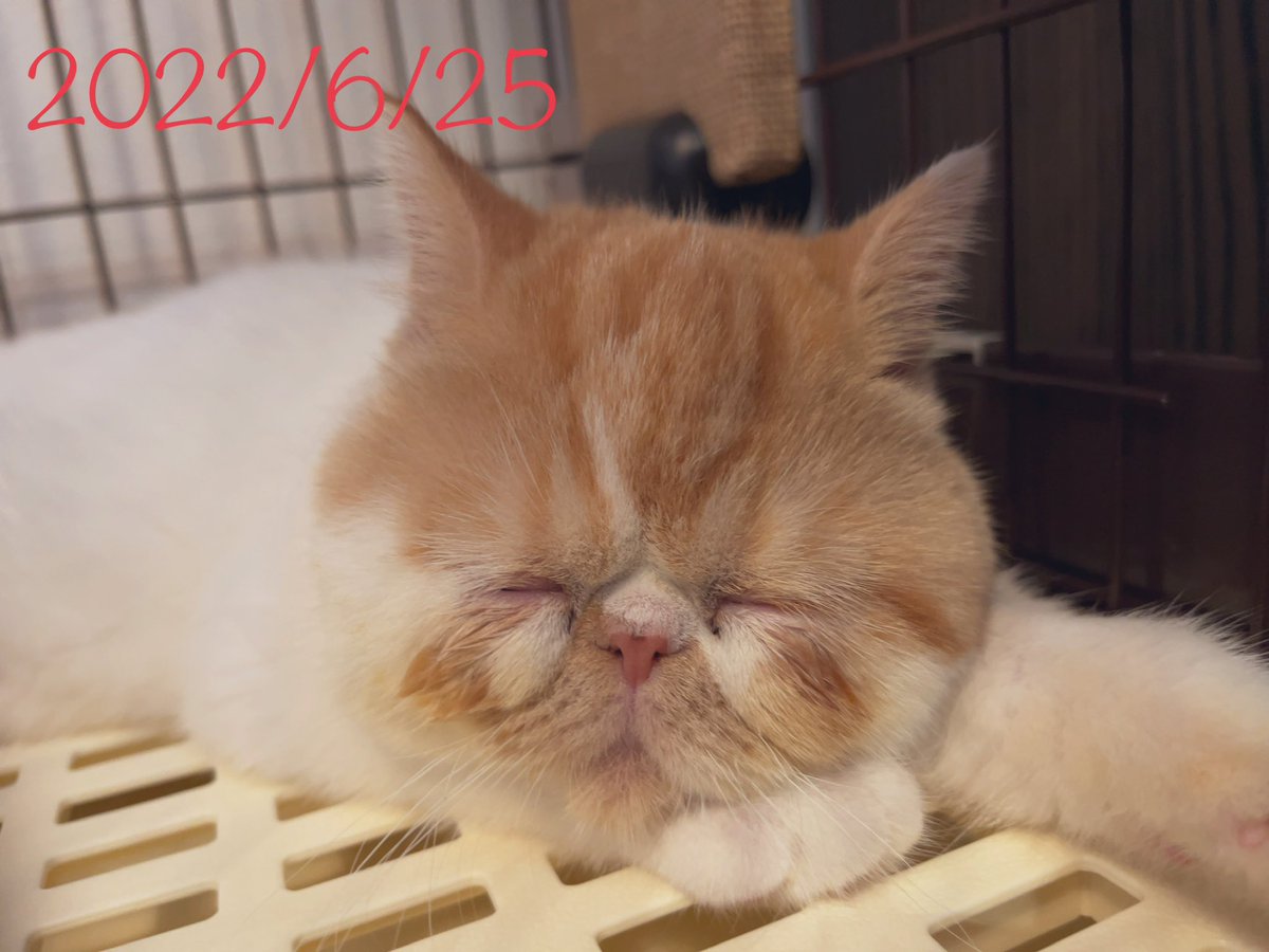dj_chachamaru's tweet photo. ちゃちゃまるがうちに来て、今日でちょうど一周年😸
ちゃちゃまるのおかげで毎日が幸せだよ❤️
本当にありがとね、ちゃちゃまる

これからも、(元)王様ひげのちゃちゃまるをよろしくお願いします🙇
#猫
#エキゾチックショートヘア https://t.co/gnUhStAs2i