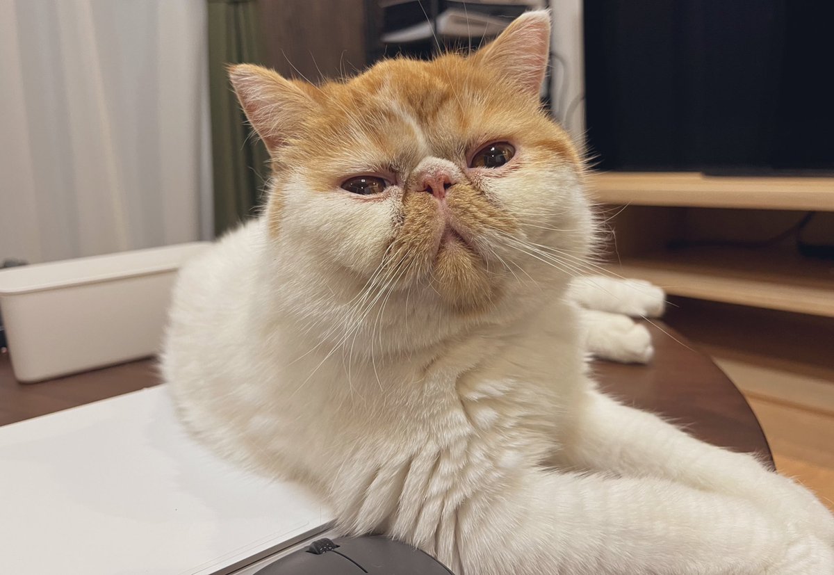 dj_chachamaru's tweet photo. ちゃちゃまるがうちに来て、今日でちょうど一周年😸
ちゃちゃまるのおかげで毎日が幸せだよ❤️
本当にありがとね、ちゃちゃまる

これからも、(元)王様ひげのちゃちゃまるをよろしくお願いします🙇
#猫
#エキゾチックショートヘア https://t.co/gnUhStAs2i