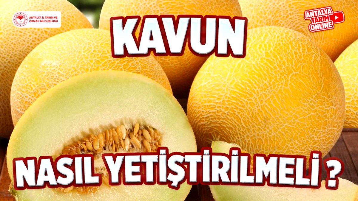 Antalya İl Tarım ve Orman Müdürlüğü (@antalyailtarim) on Twitter photo Kıymetli Çiftçilerimiz
#Kavun Yetiştiriciliği hakkında gerekli tüm bilgileri #ücretsiz sunduğumuz eğitimlerimize 👇linkten ulaşabilirsiniz👇
youtube.com/playlist?list=…
#NasılYetiştirmeli?
#GelecekTarımda
#TarımAntalyada
<a href="/gokhankaraca_/">Gökhan Karaca</a> <a href="/ersinyazici1/">Ersin YAZICI</a> <a href="/ibrahimyumakli/">İbrahim Yumaklı</a>
#Antalya Kıymetli Çiftçilerimiz
#Kavun Yetiştiriciliği hakkında gerekli tüm bilgileri #ücretsiz sunduğumuz eğitimlerimize 👇linkten ulaşabilirsiniz👇
youtube.com/playlist?list=…
#NasılYetiştirmeli?
#GelecekTarımda
#TarımAntalyada
<a href="/gokhankaraca_/">Gökhan Karaca</a> <a href="/ersinyazici1/">Ersin YAZICI</a> <a href="/ibrahimyumakli/">İbrahim Yumaklı</a>
#Antalya