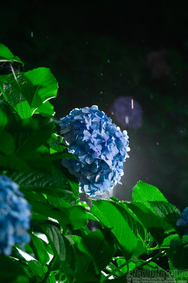 Na2o_Natsuo's tweet photo. 千葉県幕張緑地
#写真好きな人と繋がりたい
#ファインダー越しの私の世界
#photography
#sonyalpha #α7rii #70300mm
#godox #tt685 https://t.co/xw3yyDp6Gs