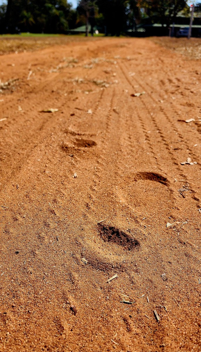Devi_HQ's tweet image. Always tracking ... 👣

#Spoor

Thanks for a restful weekend #Limpopo