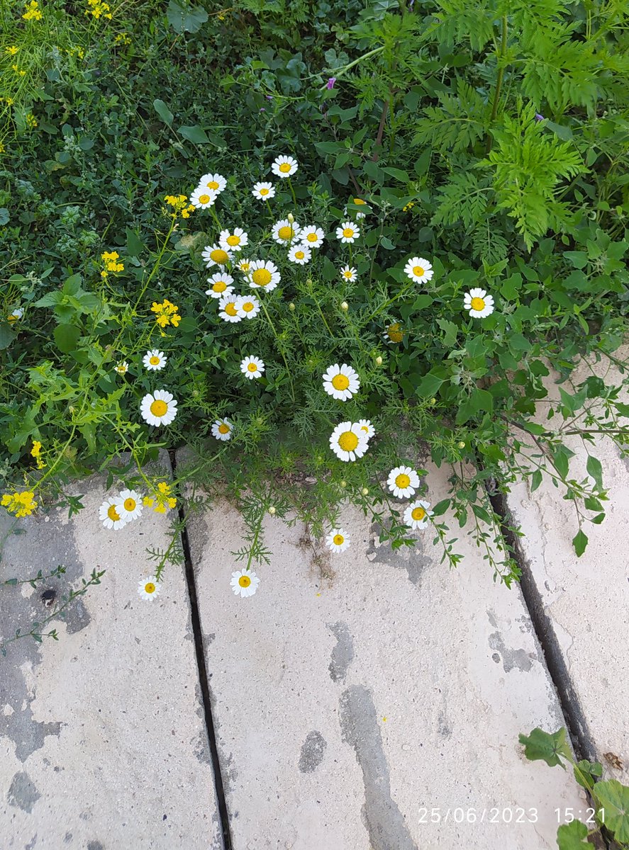 Her çiçek koparılmadıkça güzeldir 🌼