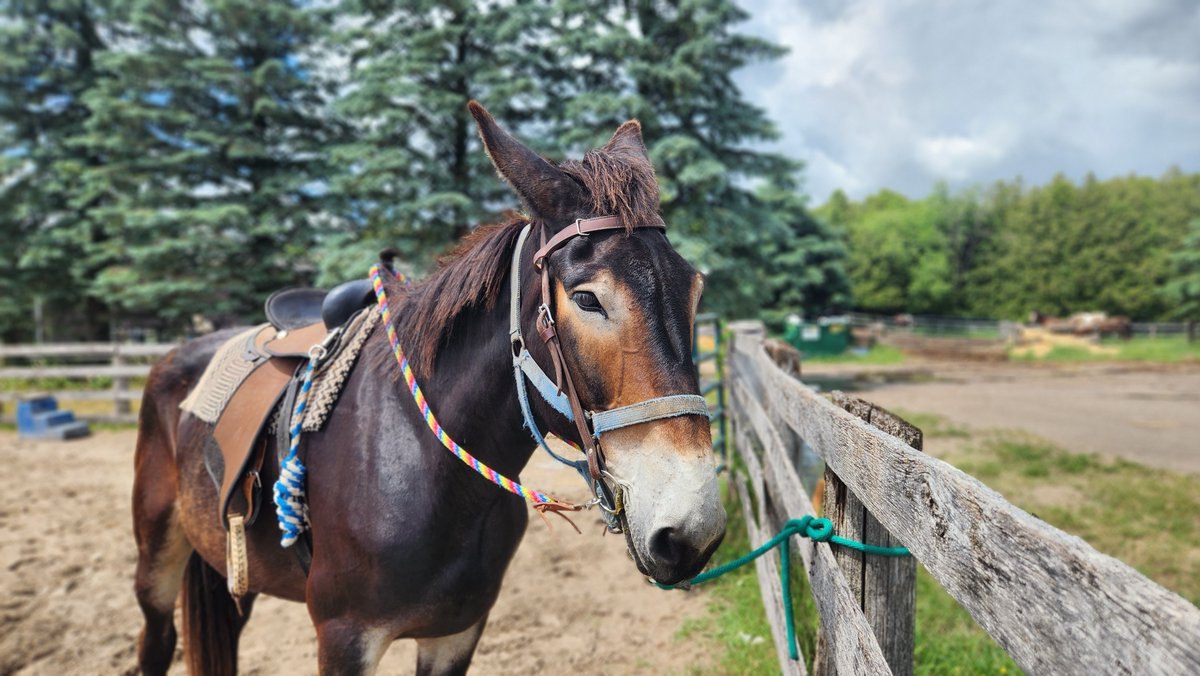 ChainRacingClub's tweet image. #mule