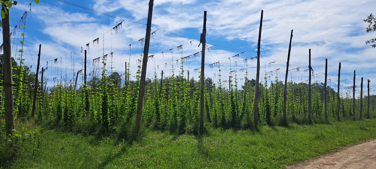 Things progressing nicely this season. #onhops #localhops #sdgcraftbeer #sdglocal
