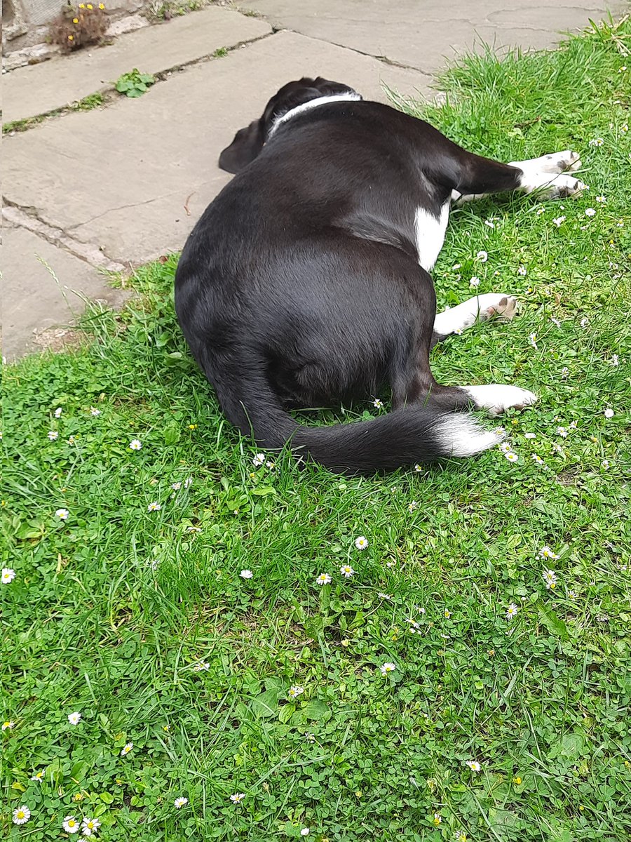 SteveFairchil18's tweet image. @AphasiaSupport  #bigstepchallenge still plodding along with the big step challenge , 342708 so far this month, I think Annie is starting to run out of gas, she must be on double with all the zig zags on our walks