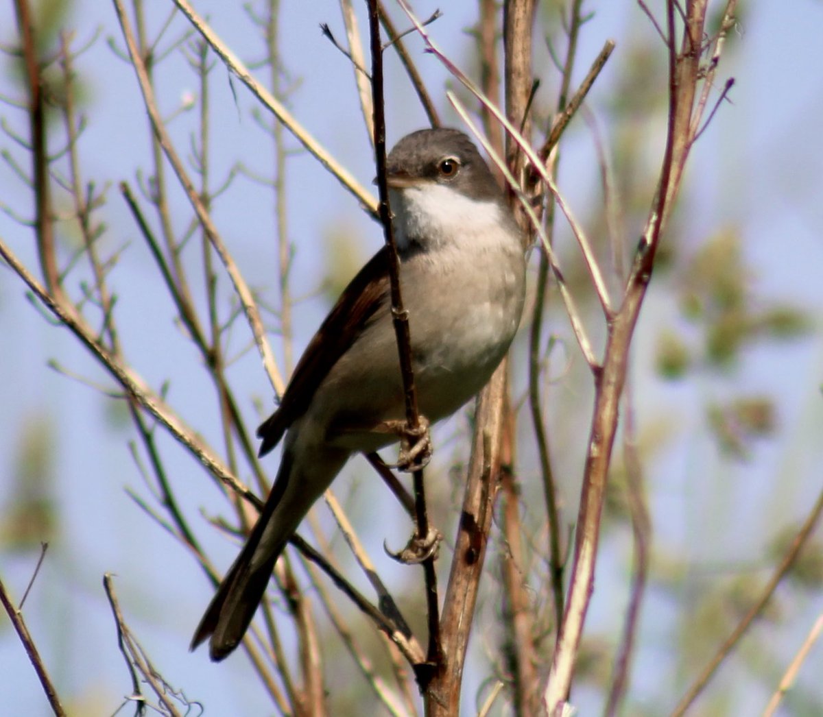 A Common Whitethroat

#commonwhitethroat #birds #birdsofinstagram #birdphotography #wildlifephotography #wildlife #formartineandbuchanway #aberdeenshire